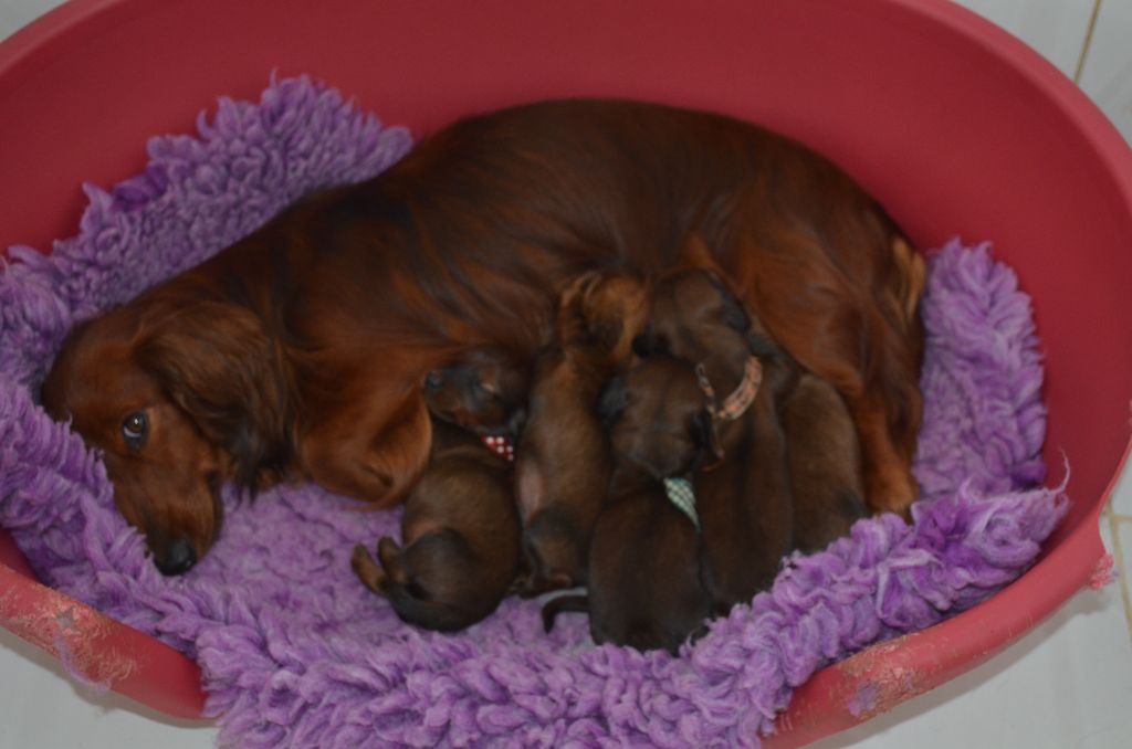 chiot Teckel poil long Du Clos Des Bords De Mer