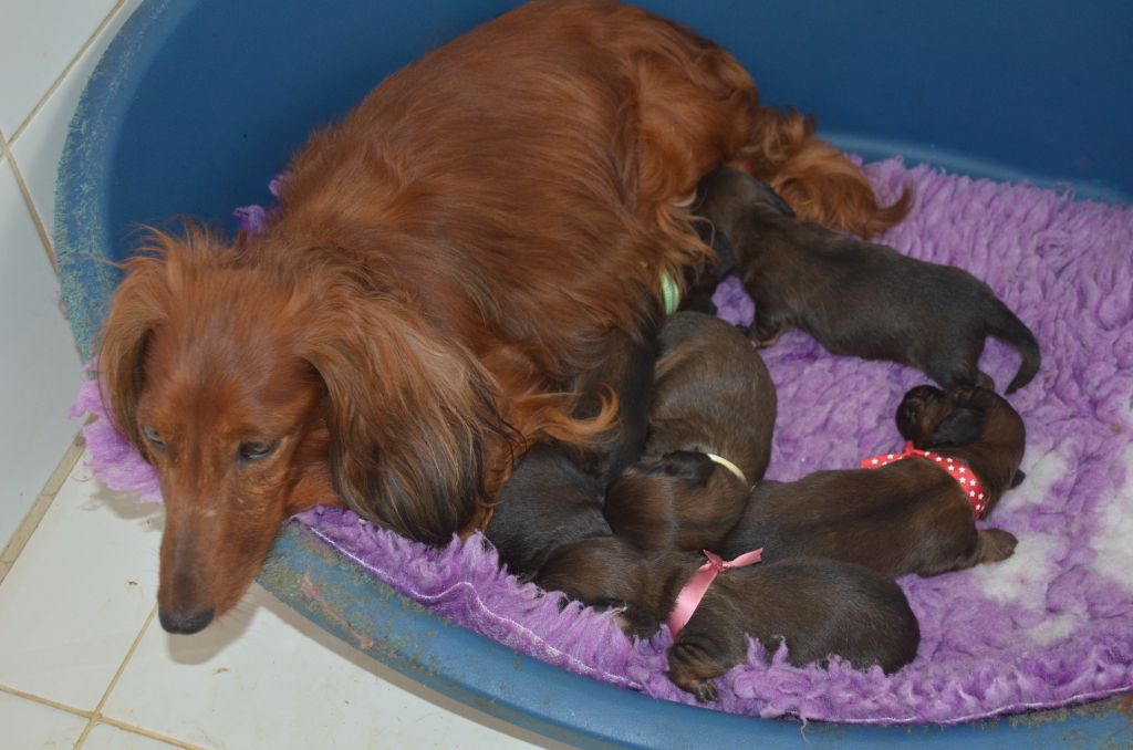 chiot Teckel poil long Du Clos Des Bords De Mer