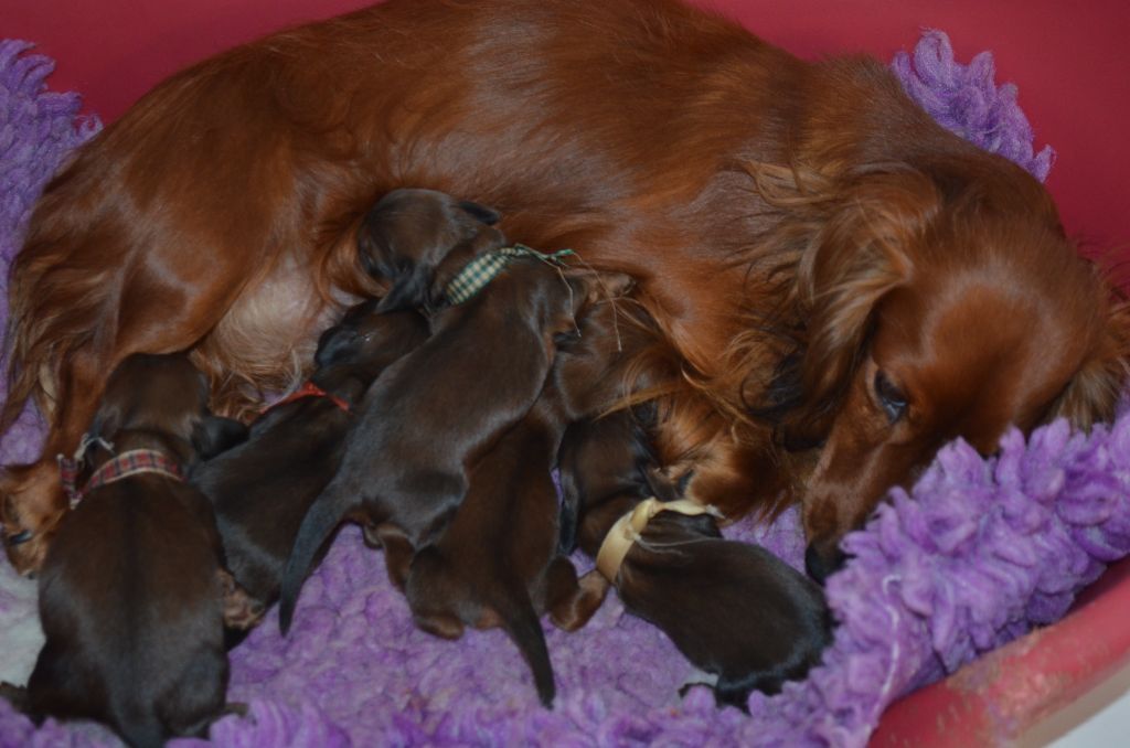 chiot Teckel poil long Du Clos Des Bords De Mer