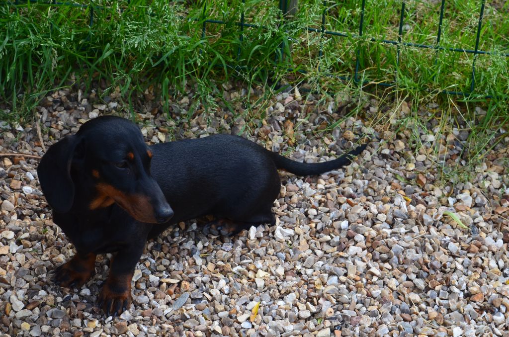 Ray-ban de la Passe de l'Eider