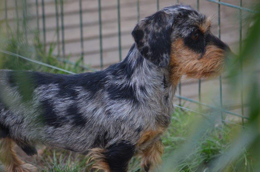 Tino de la petite Orière