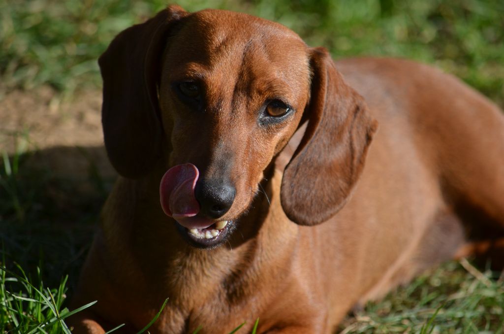 Sockette Du Clos Des Bords De Mer