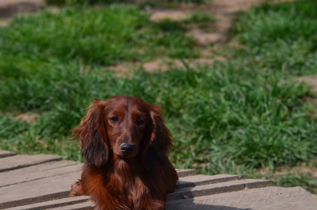 Tawny Du Clos Des Bords De Mer