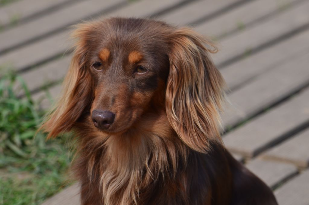 Top-model Du Clos Des Bords De Mer