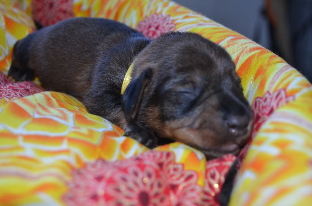 Du Clos Des Bords De Mer - Chiots disponibles - Teckel poil dur