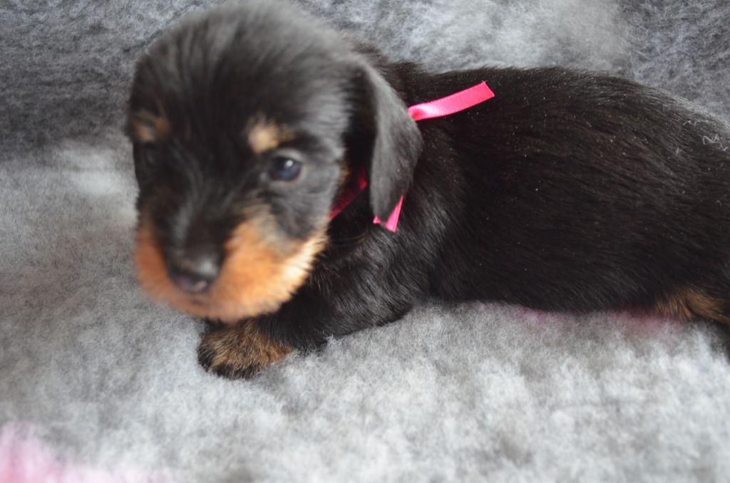 Du Clos Des Bords De Mer - Chiots disponibles - Teckel poil dur