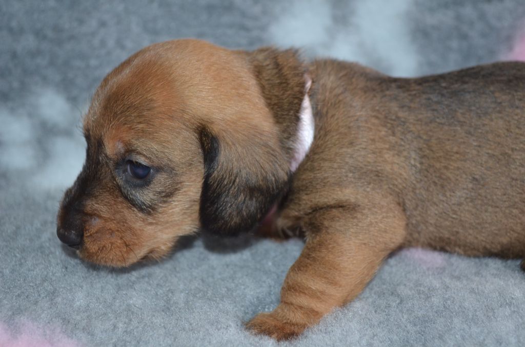 Du Clos Des Bords De Mer - Chiots disponibles - Teckel poil dur