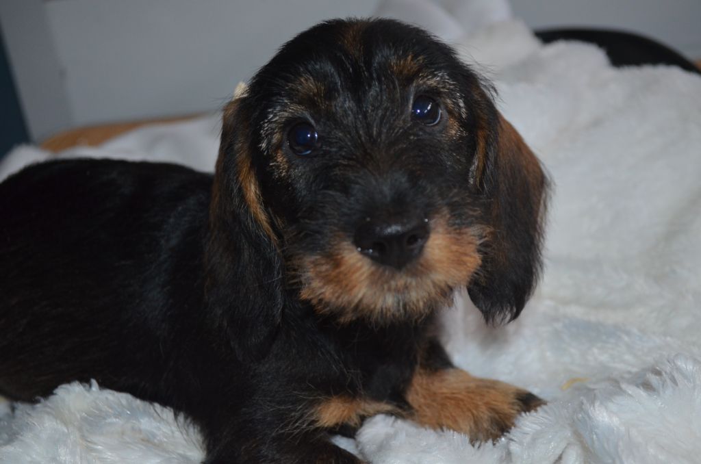 Du Clos Des Bords De Mer - Chiots disponibles - Teckel poil dur