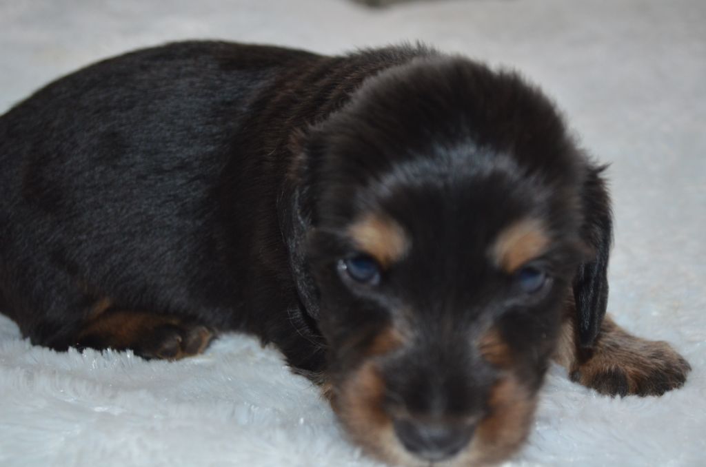 Du Clos Des Bords De Mer - Chiots disponibles - Teckel poil long