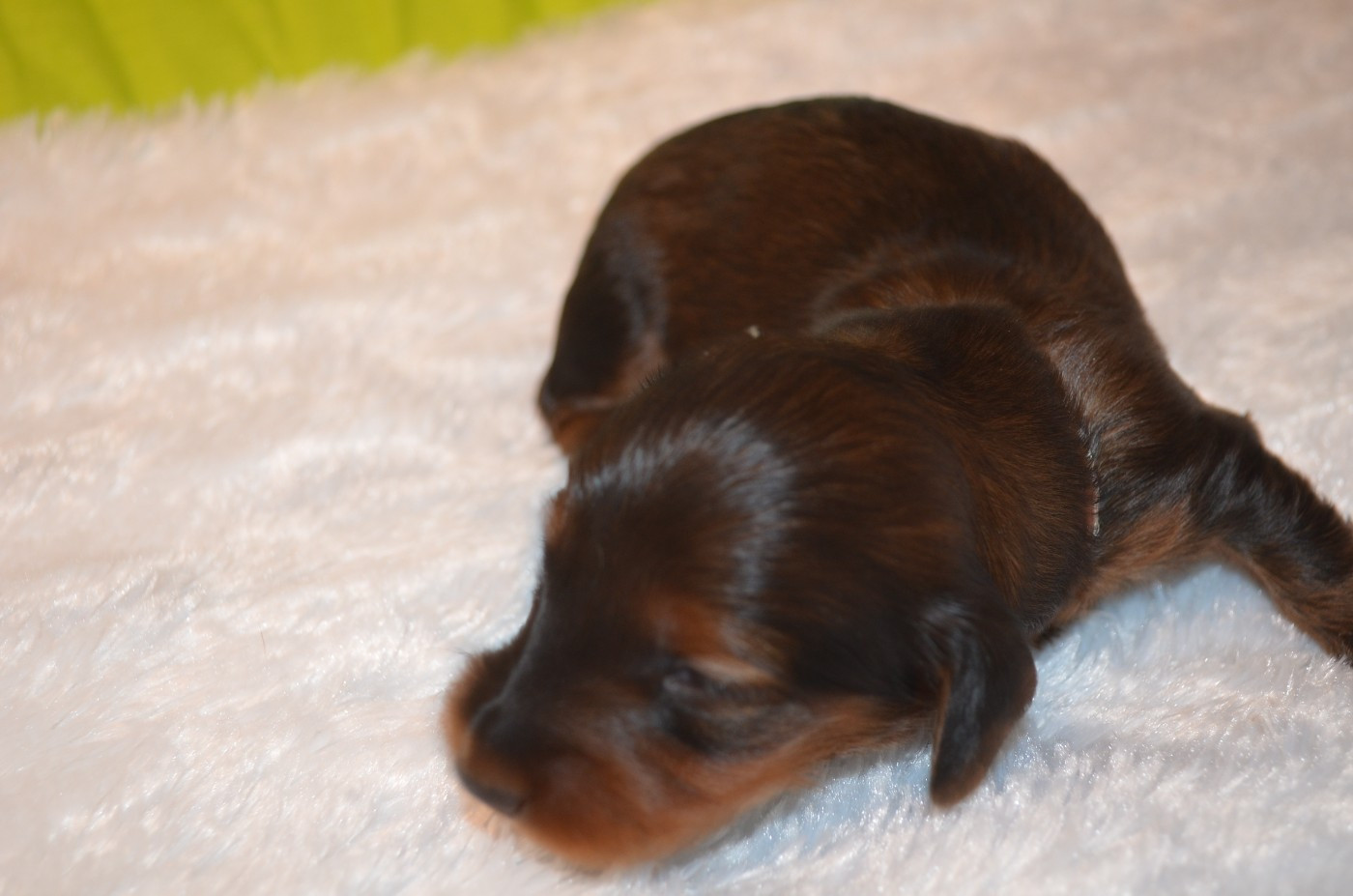 Du Clos Des Bords De Mer - Chiots disponibles - Teckel poil long