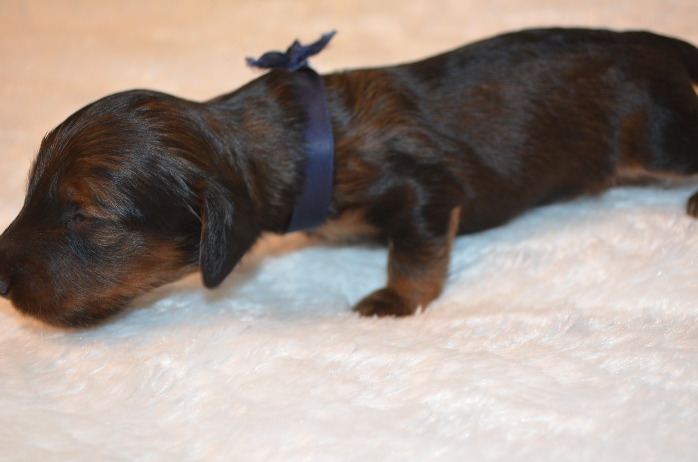 Du Clos Des Bords De Mer - Chiots disponibles - Teckel poil long