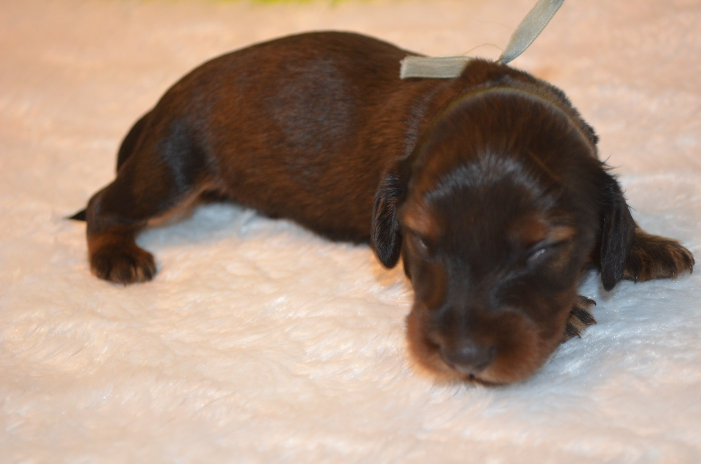 Du Clos Des Bords De Mer - Chiots disponibles - Teckel poil long
