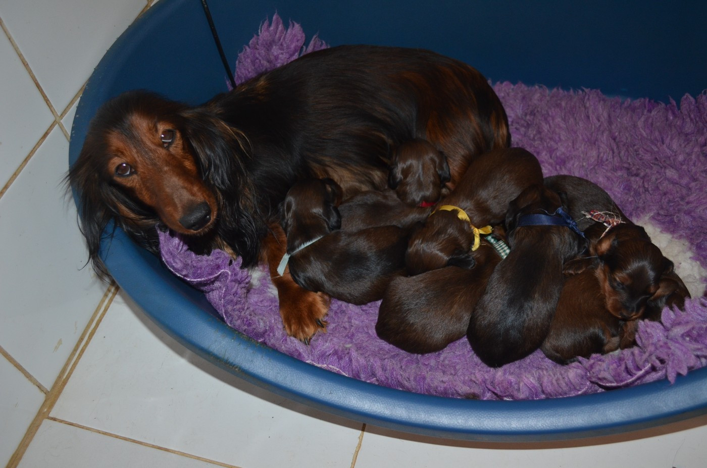 Chiot Teckel poil long Du Clos Des Bords De Mer