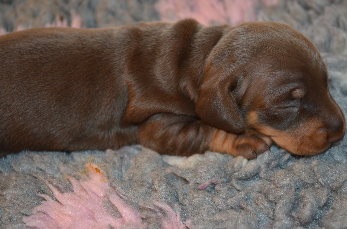 Du Clos Des Bords De Mer - Chiots disponibles - Teckel poil ras