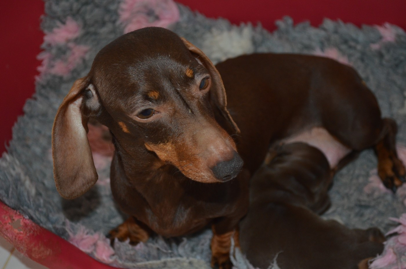 Chiot Teckel poil ras Du Clos Des Bords De Mer