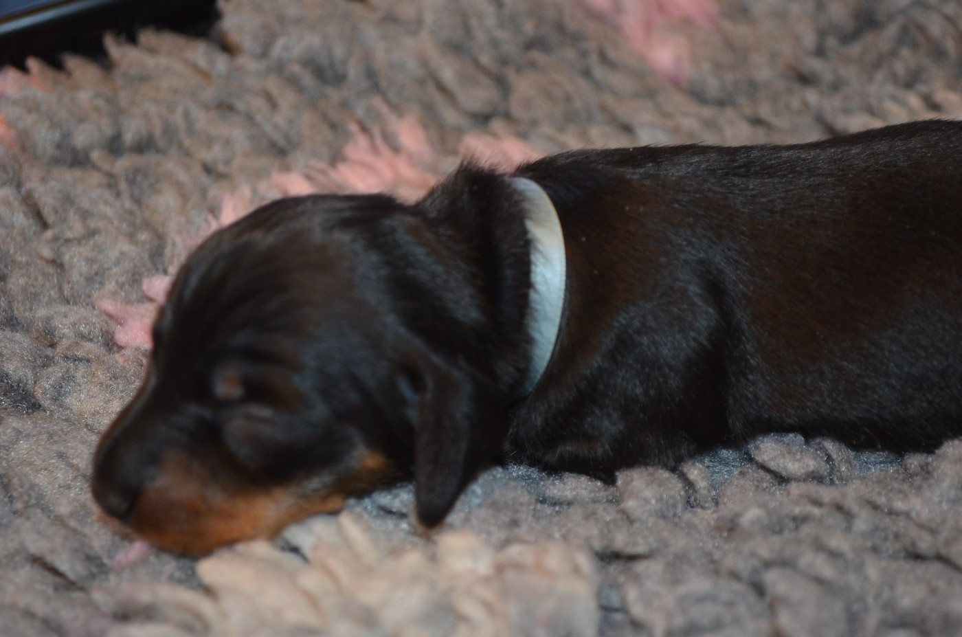 Du Clos Des Bords De Mer - Chiots disponibles - Teckel poil ras