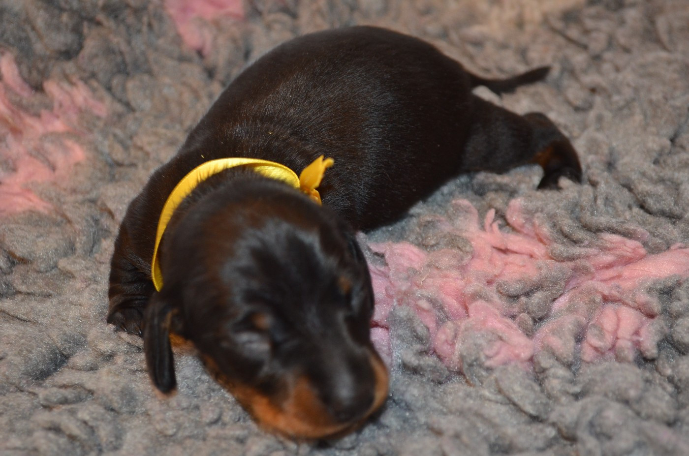 Du Clos Des Bords De Mer - Chiots disponibles - Teckel poil ras