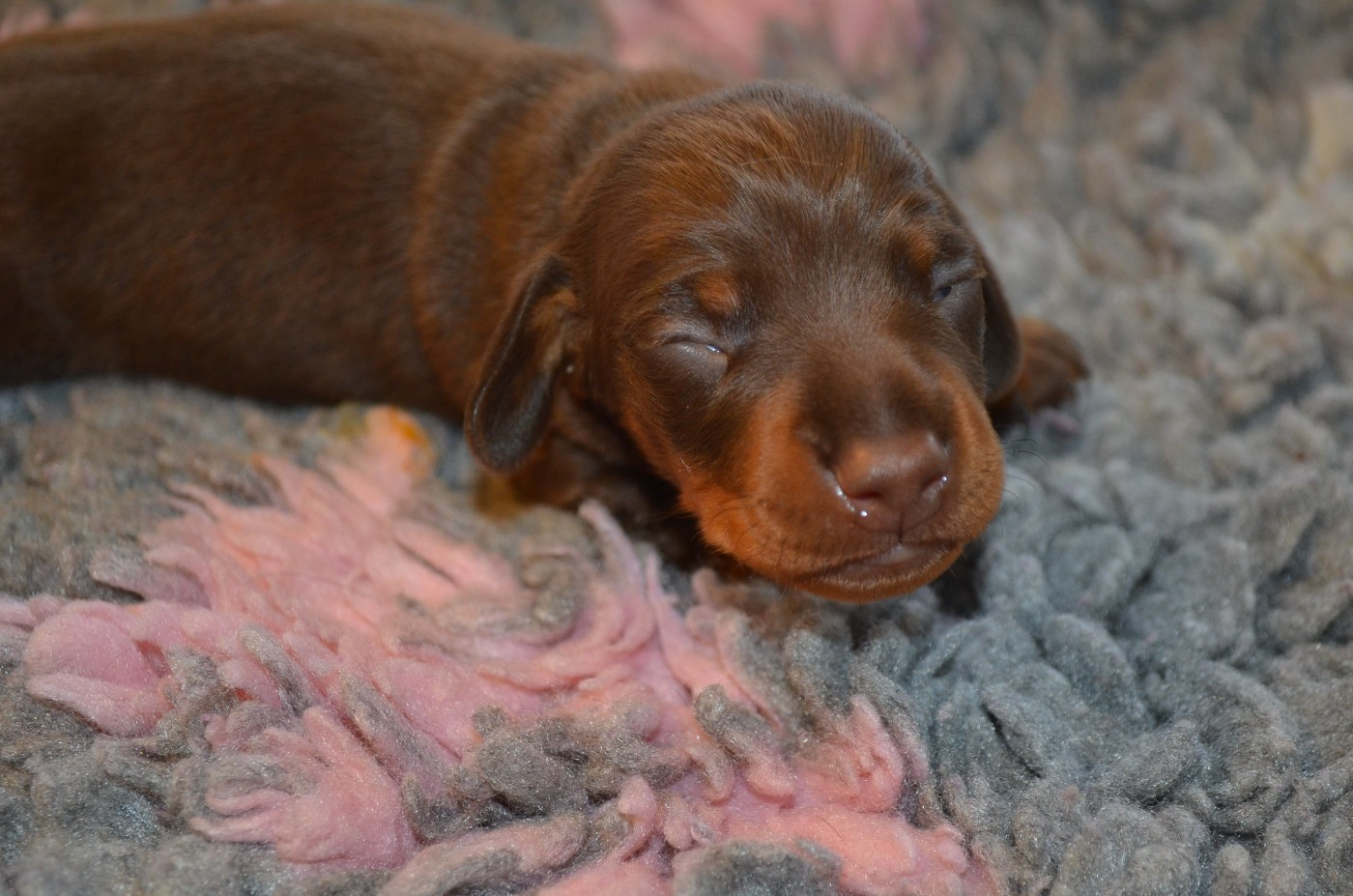 Du Clos Des Bords De Mer - Chiots disponibles - Teckel poil ras