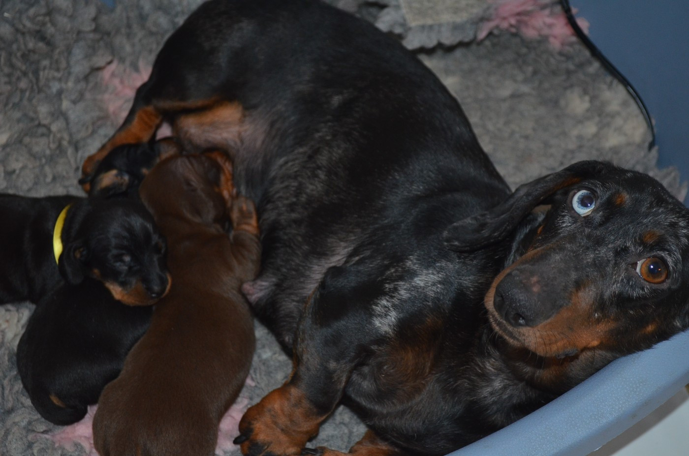 Chiot Teckel poil ras Du Clos Des Bords De Mer