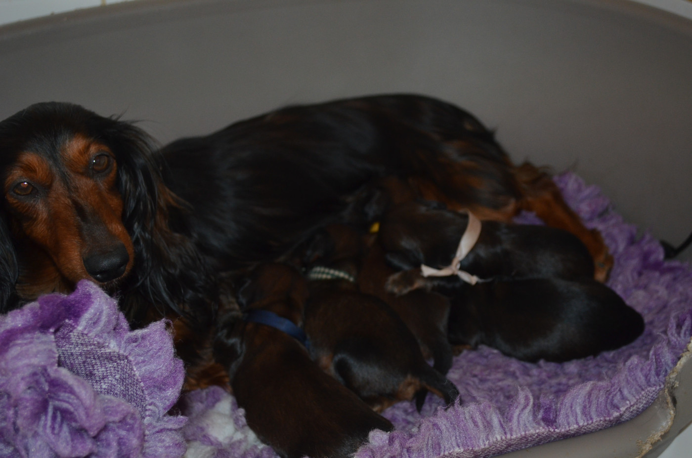 Chiot Teckel poil long Du Clos Des Bords De Mer