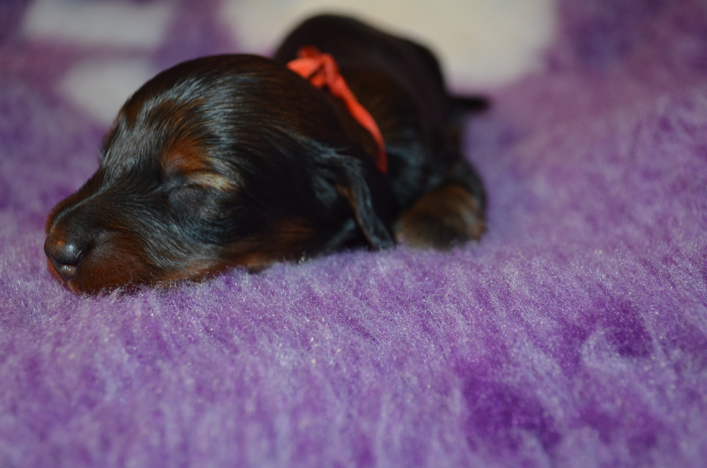 Du Clos Des Bords De Mer - Chiots disponibles - Teckel poil long