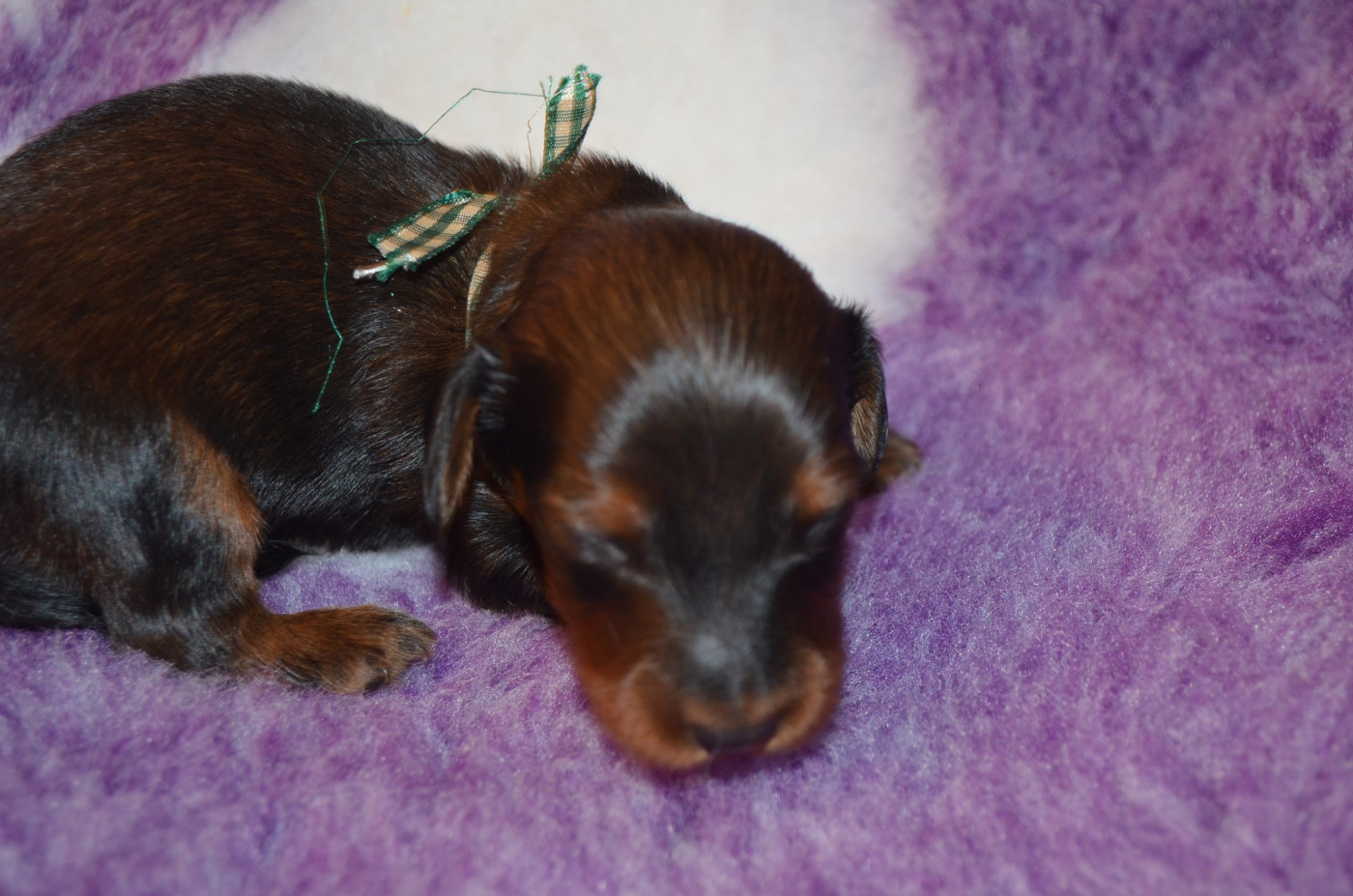 Du Clos Des Bords De Mer - Chiots disponibles - Teckel poil long