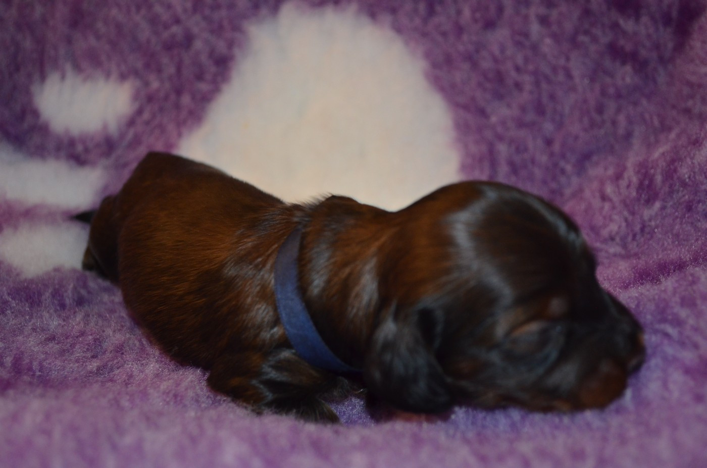 Du Clos Des Bords De Mer - Chiots disponibles - Teckel poil long