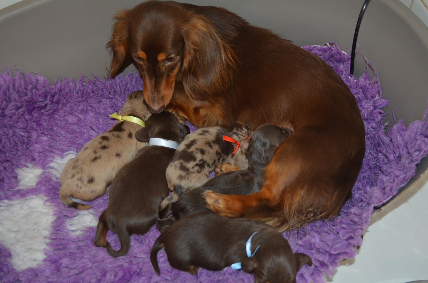 Chiot Teckel poil long Du Clos Des Bords De Mer