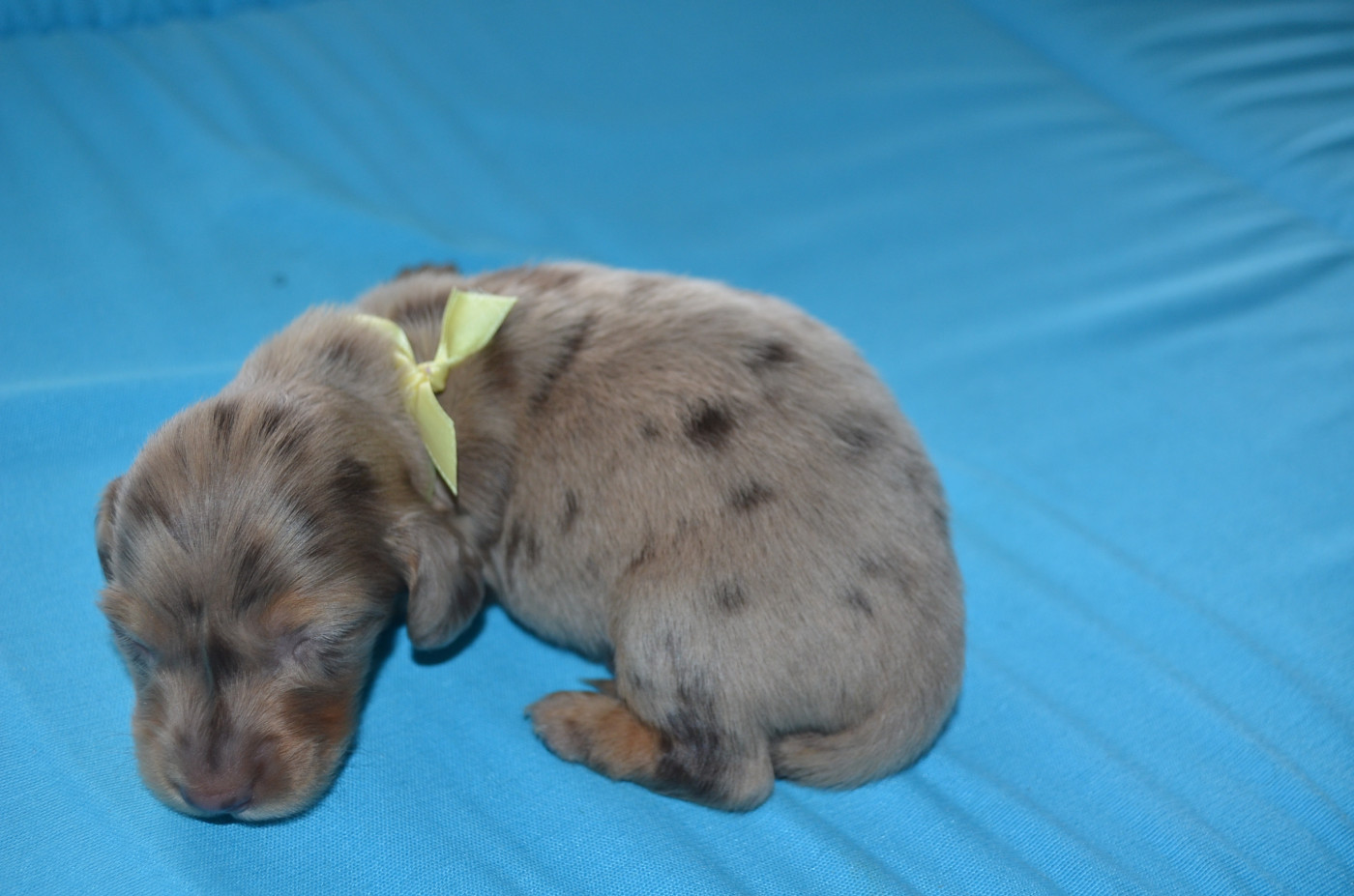 Du Clos Des Bords De Mer - Chiots disponibles - Teckel poil long