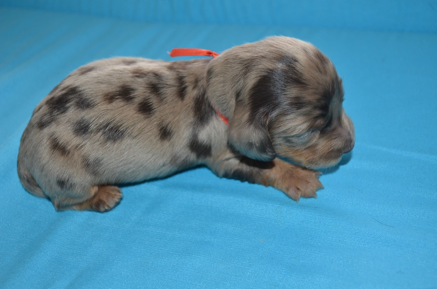 Du Clos Des Bords De Mer - Chiots disponibles - Teckel poil long