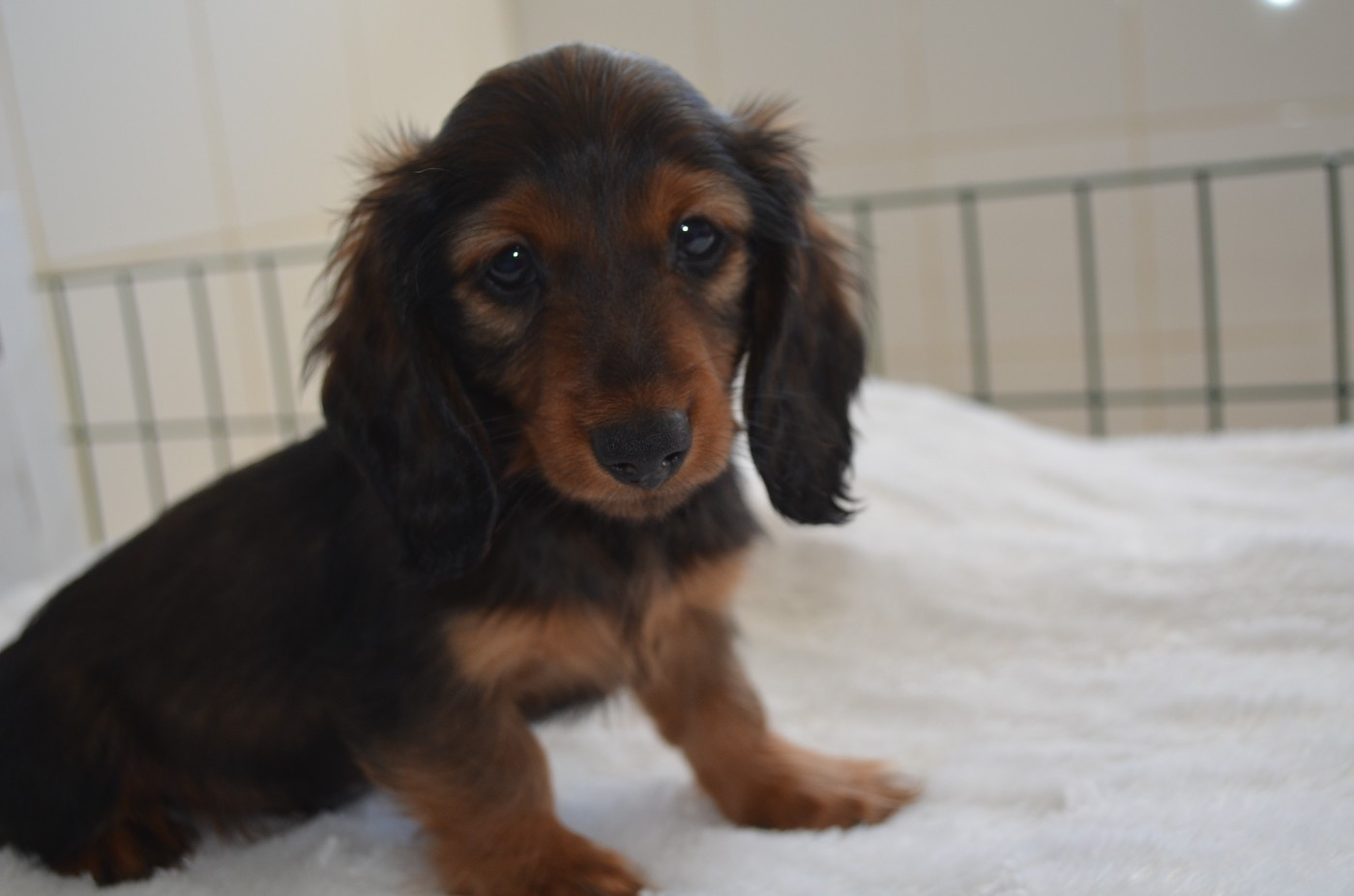 Du Clos Des Bords De Mer - Chiots disponibles - Teckel poil long