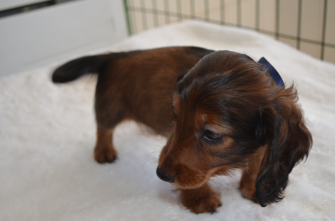 Du Clos Des Bords De Mer - Chiots disponibles - Teckel poil long
