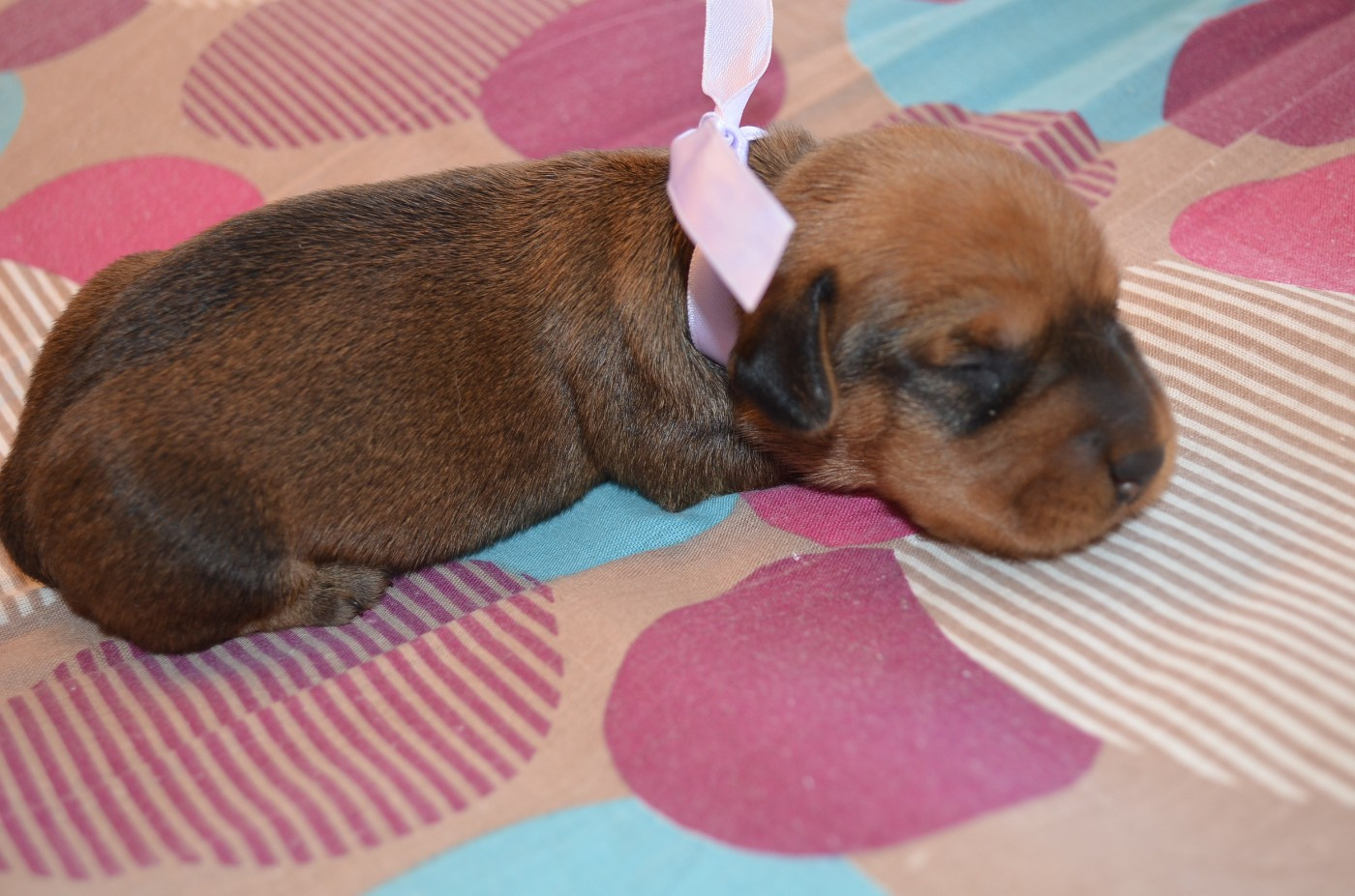 Du Clos Des Bords De Mer - Chiots disponibles - Teckel poil dur