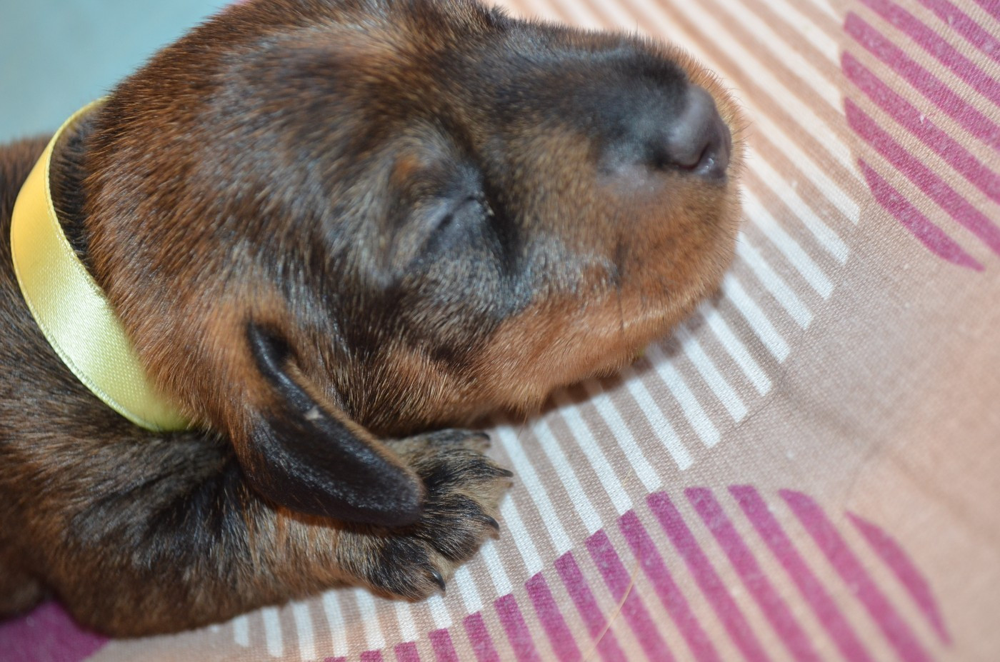 Du Clos Des Bords De Mer - Chiots disponibles - Teckel poil dur