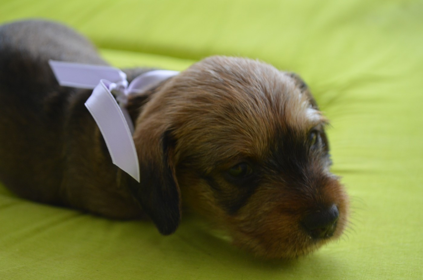 Du Clos Des Bords De Mer - Chiots disponibles - Teckel poil dur