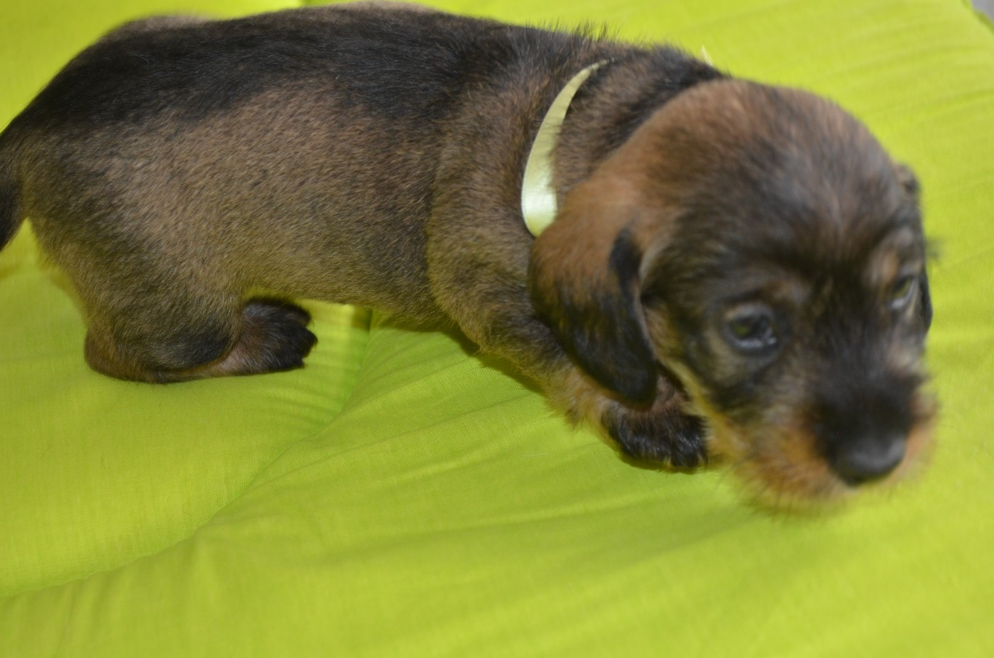 Du Clos Des Bords De Mer - Chiots disponibles - Teckel poil dur