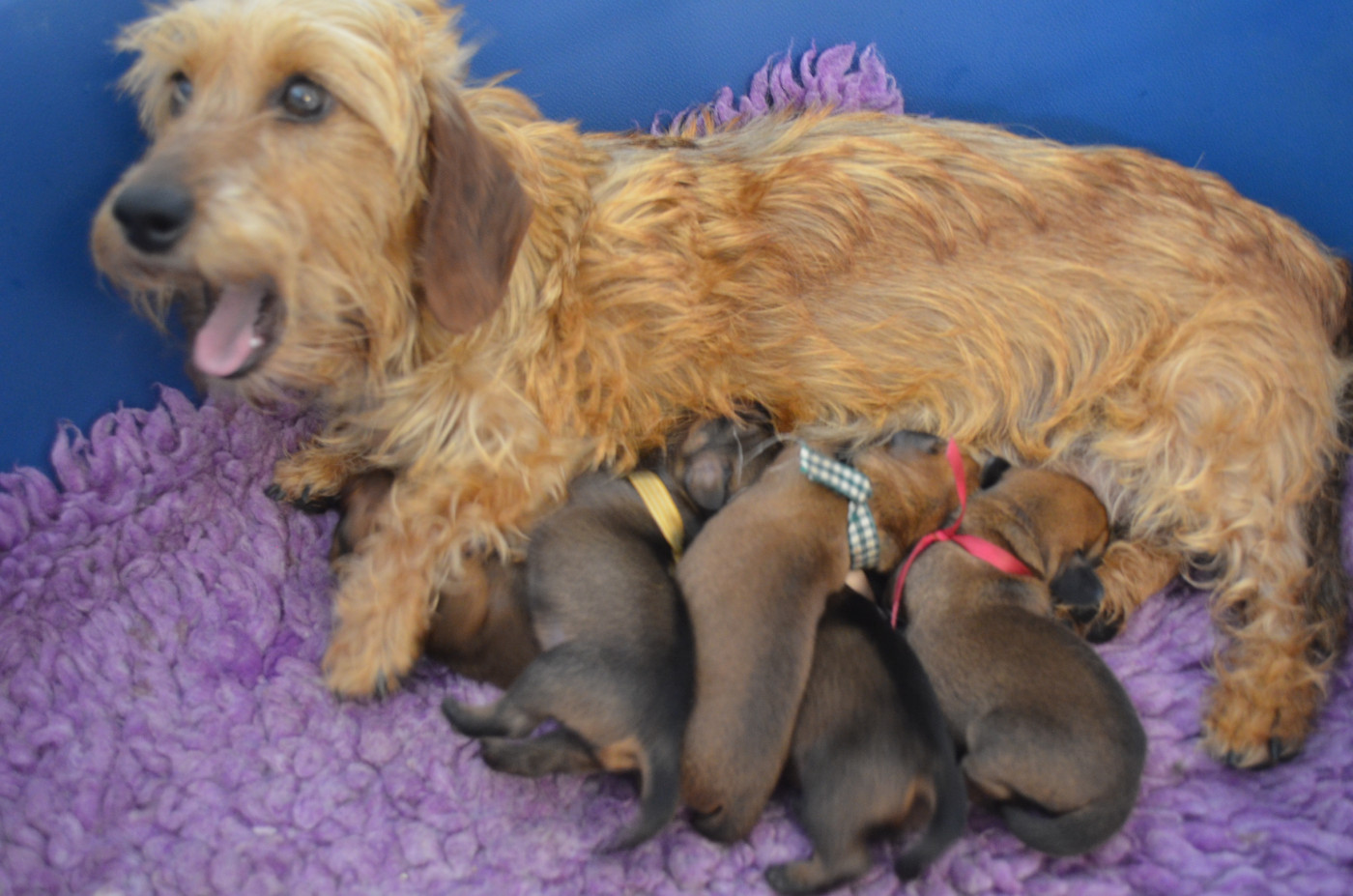 Chiot Teckel poil dur Du Clos Des Bords De Mer