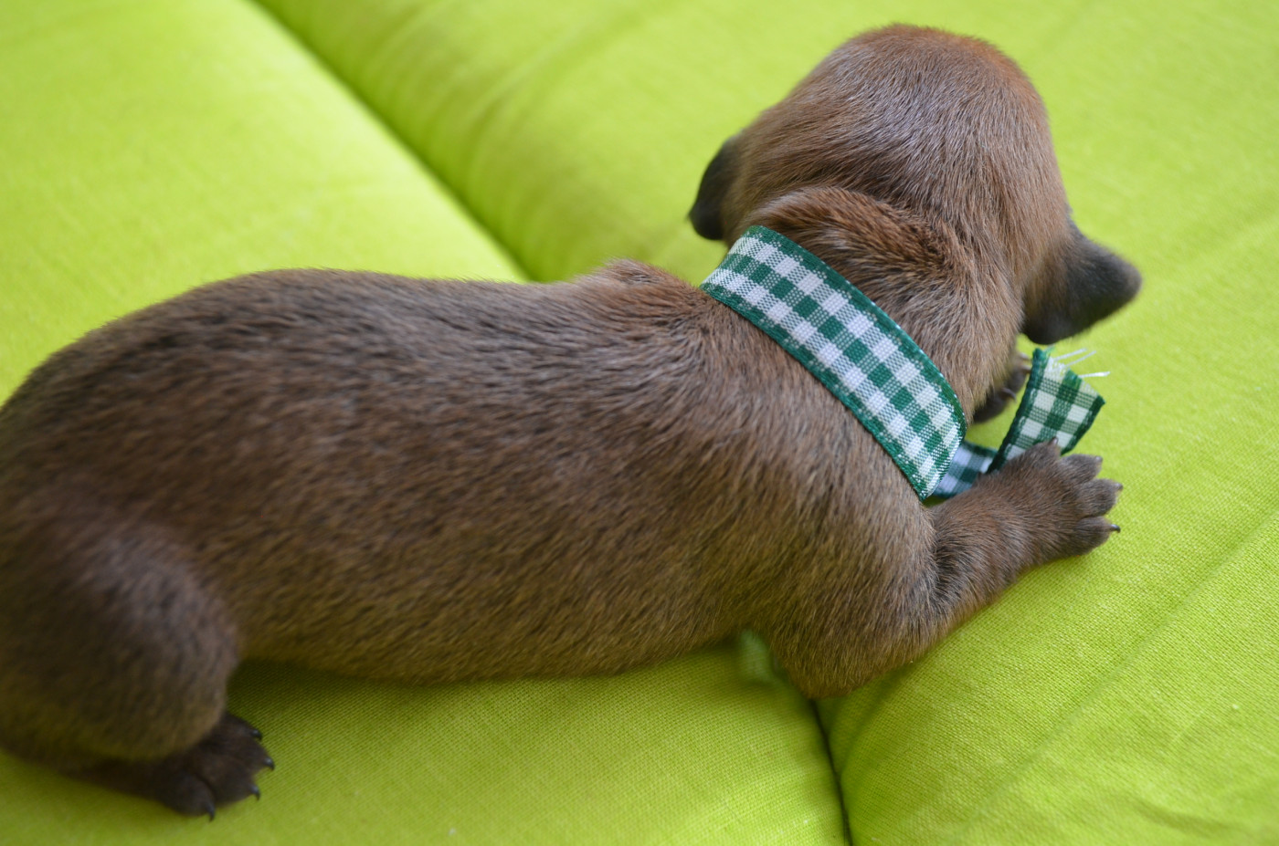 Du Clos Des Bords De Mer - Chiots disponibles - Teckel poil dur