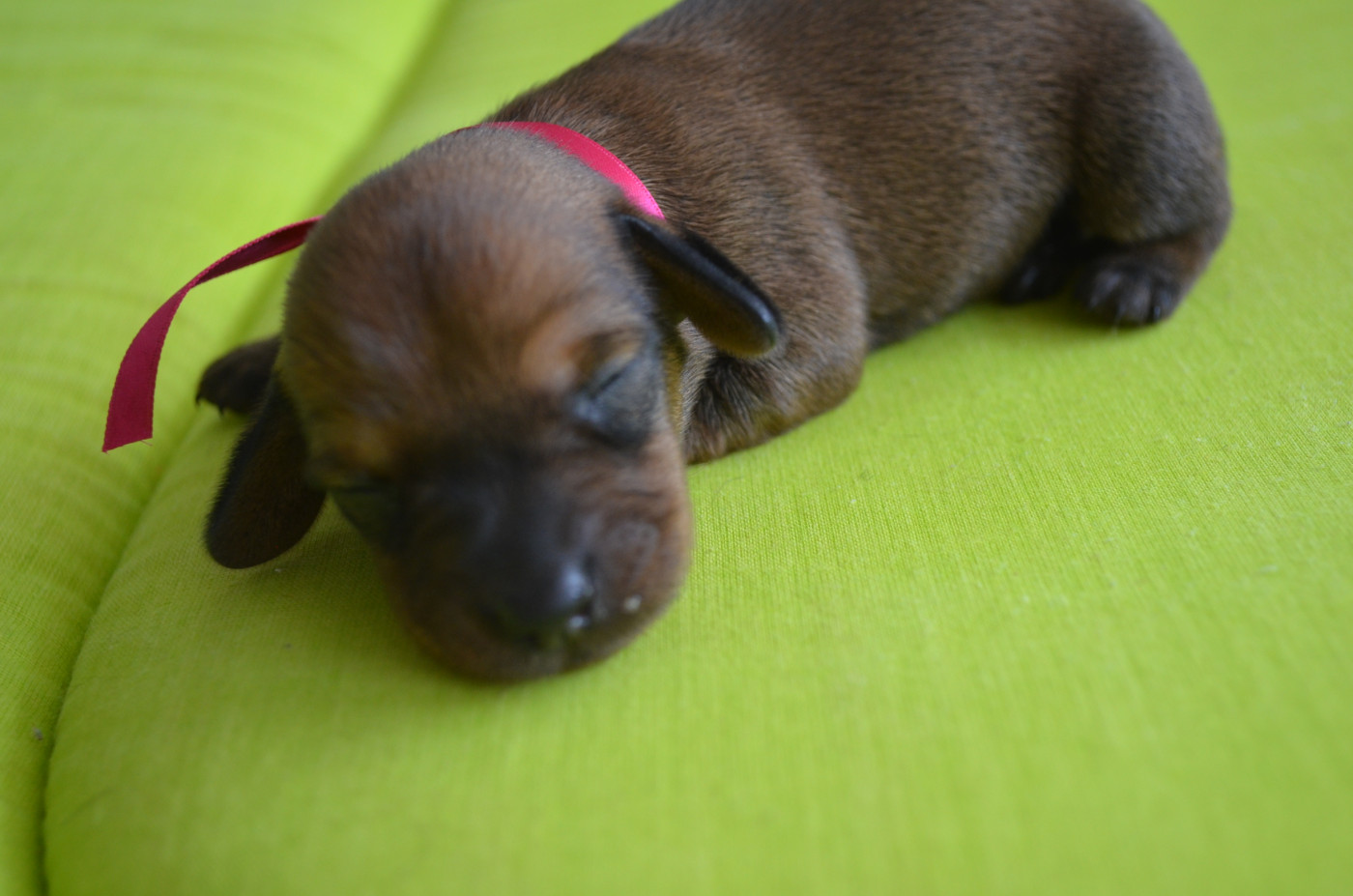 Du Clos Des Bords De Mer - Chiots disponibles - Teckel poil dur