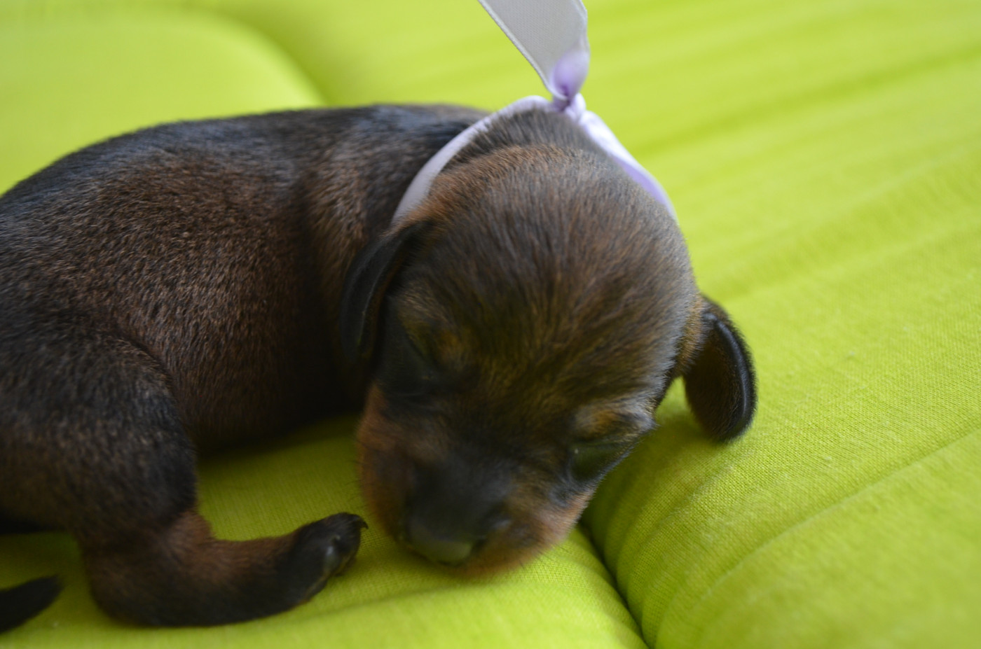 Du Clos Des Bords De Mer - Chiots disponibles - Teckel poil dur