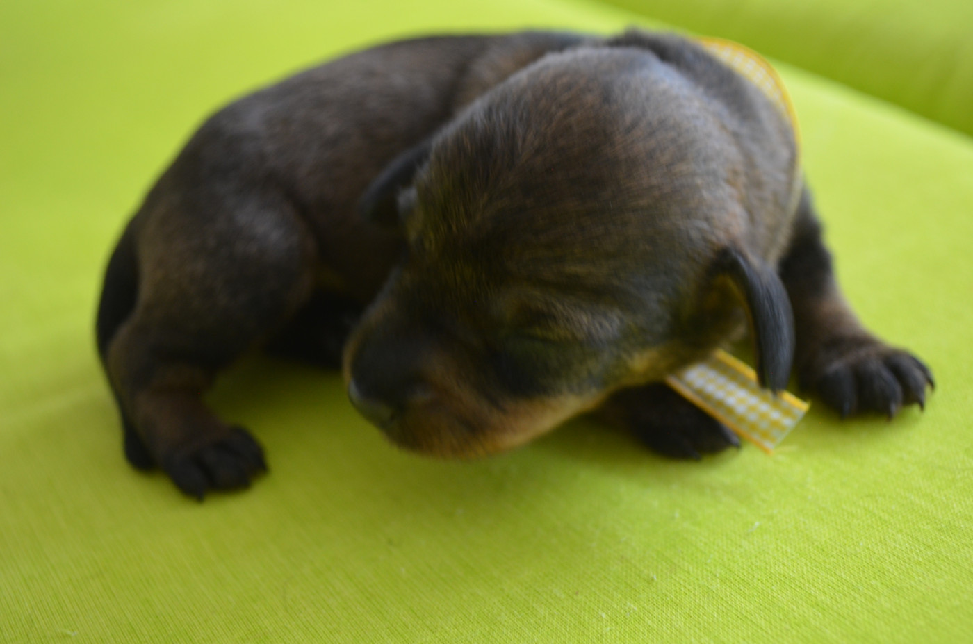 Du Clos Des Bords De Mer - Chiots disponibles - Teckel poil dur