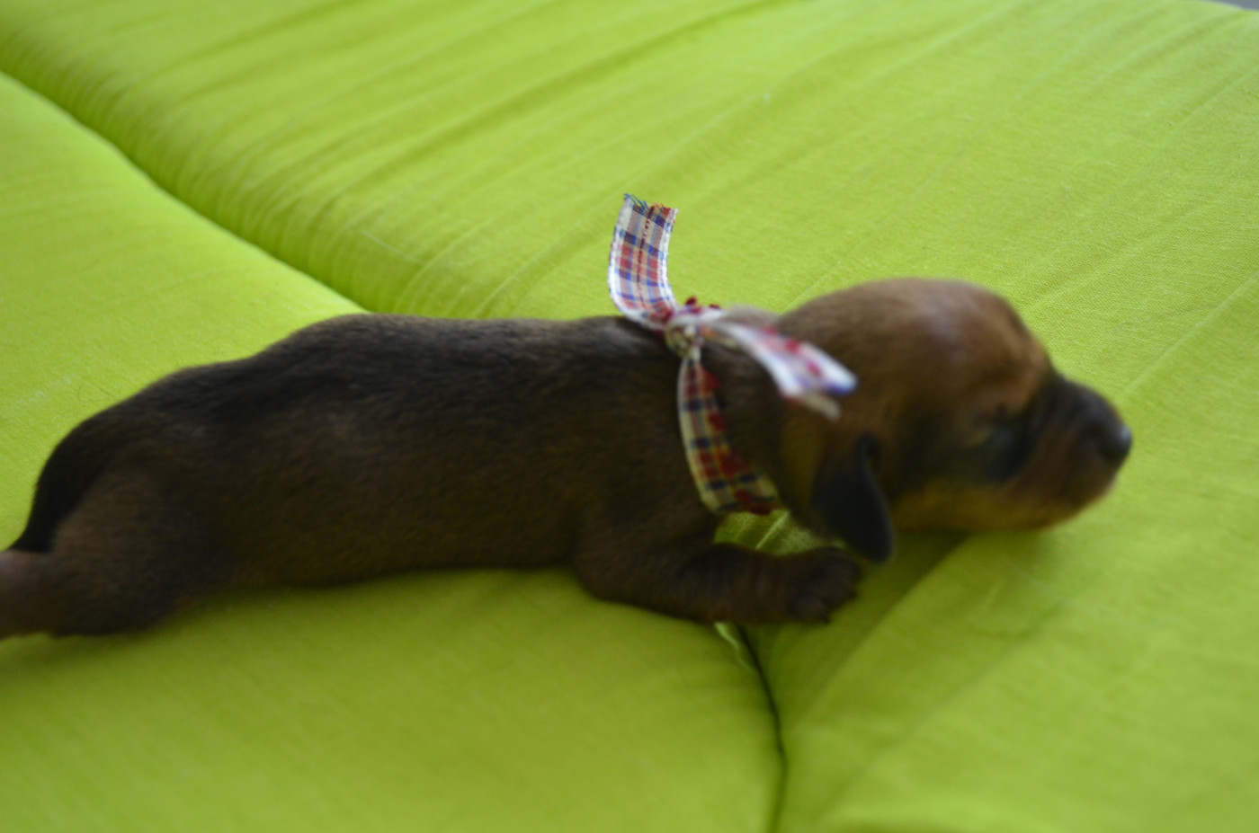 Du Clos Des Bords De Mer - Chiots disponibles - Teckel poil dur