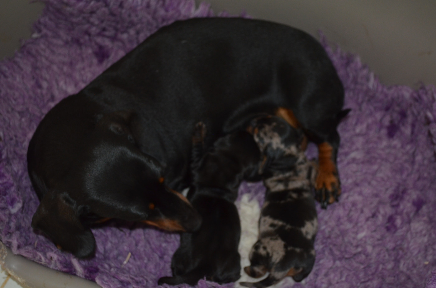 Chiot Teckel poil ras Du Clos Des Bords De Mer