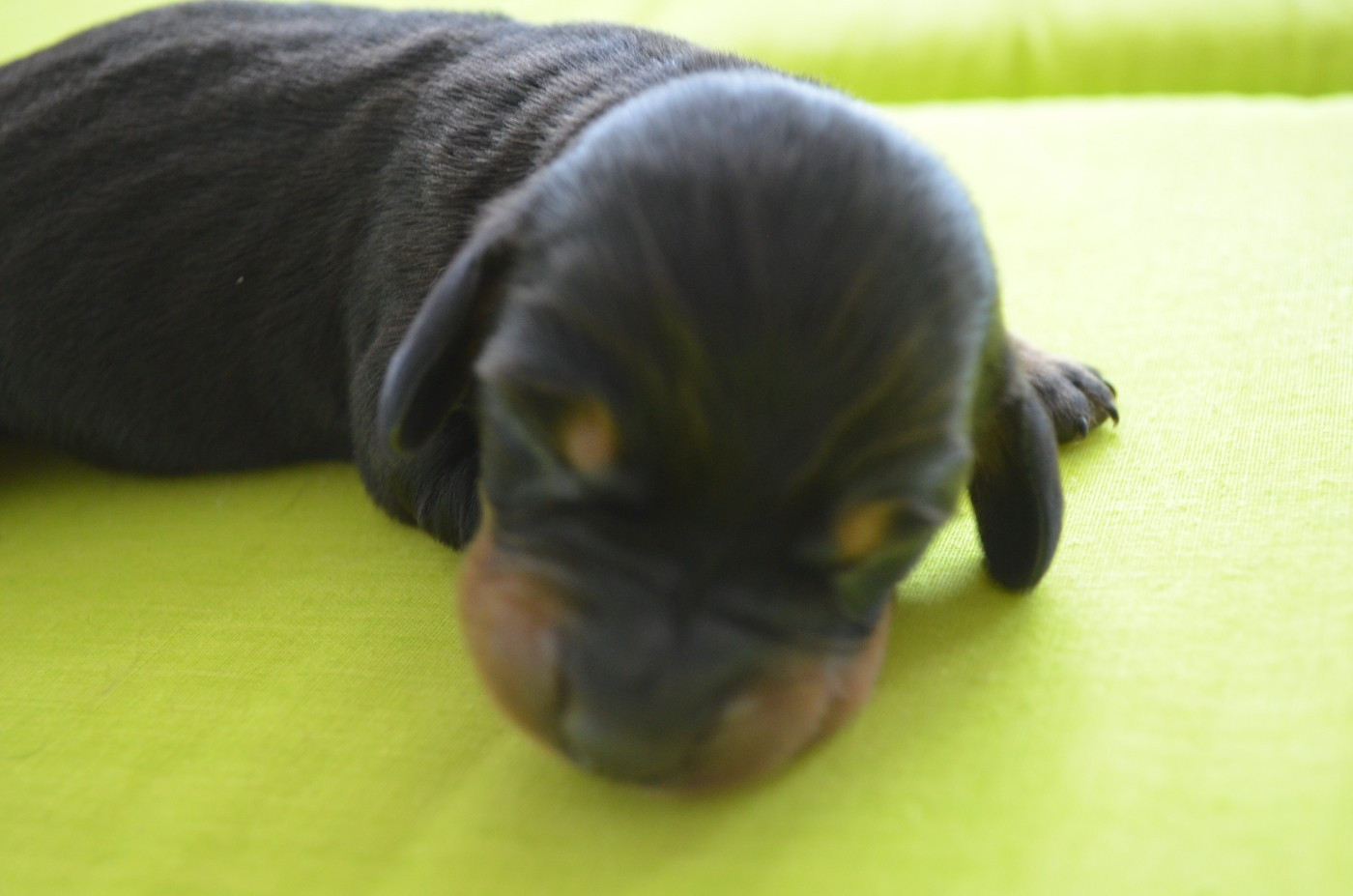 Du Clos Des Bords De Mer - Chiots disponibles - Teckel poil ras