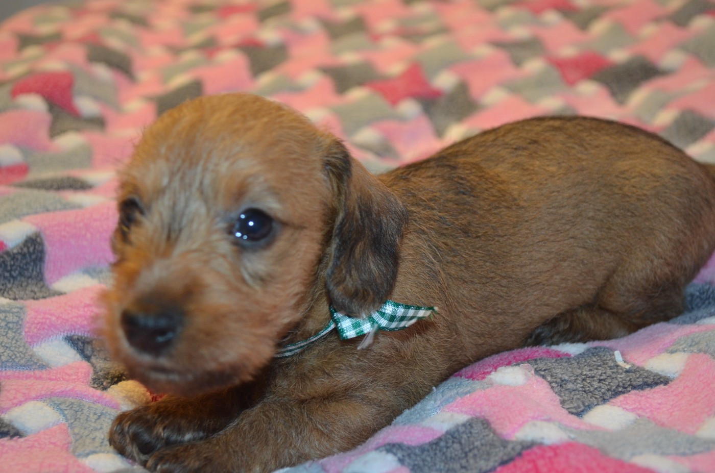 Du Clos Des Bords De Mer - Chiots disponibles - Teckel poil dur