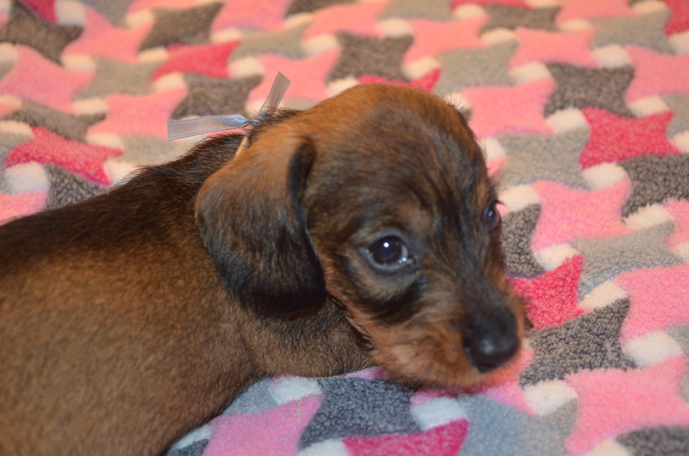 Du Clos Des Bords De Mer - Chiots disponibles - Teckel poil dur