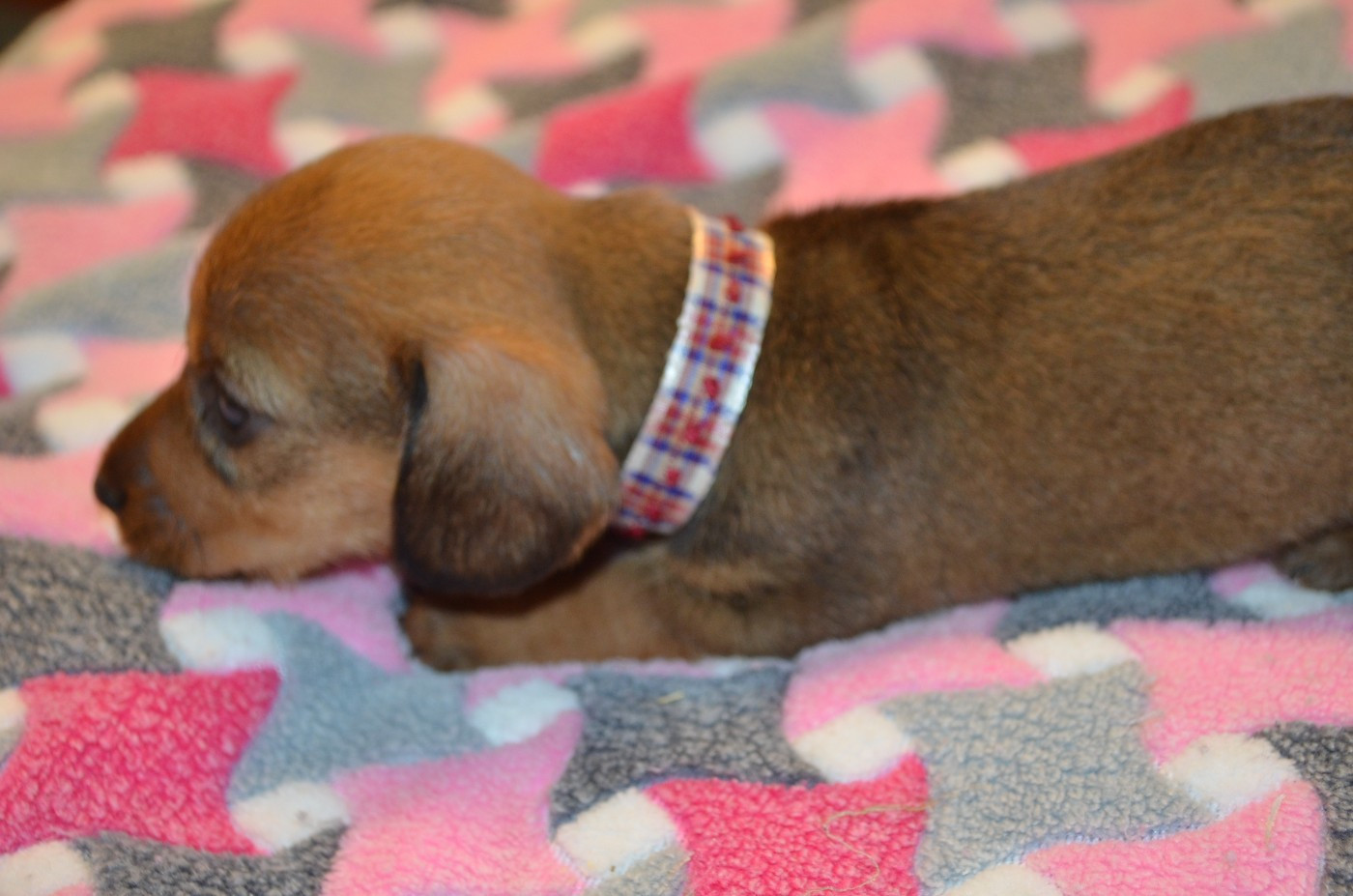 Du Clos Des Bords De Mer - Chiots disponibles - Teckel poil dur