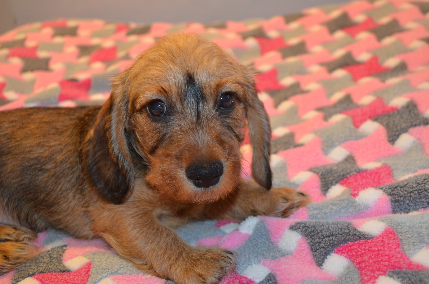 Du Clos Des Bords De Mer - Chiots disponibles - Teckel poil dur
