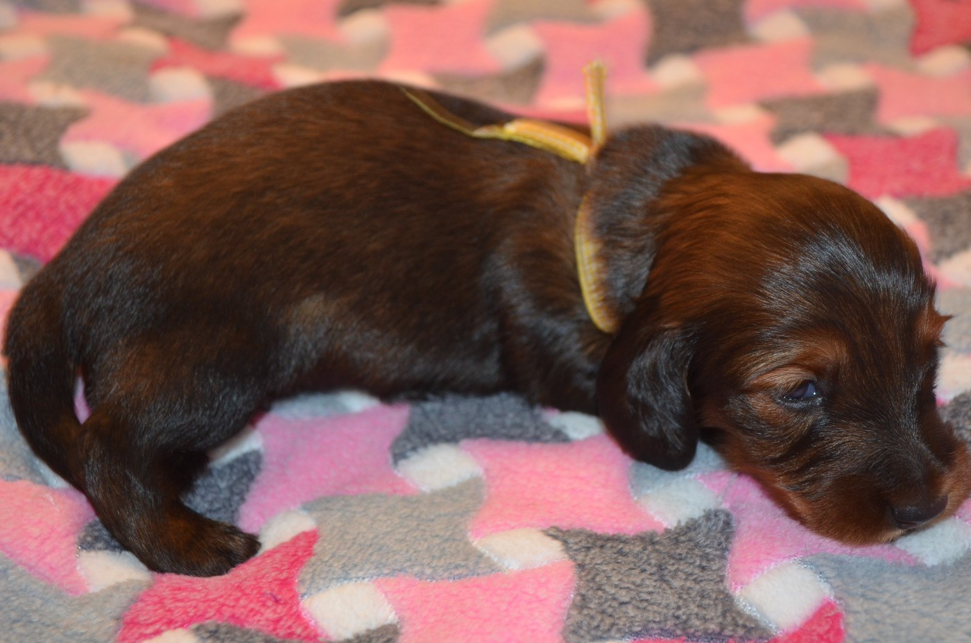 Du Clos Des Bords De Mer - Chiots disponibles - Teckel poil long