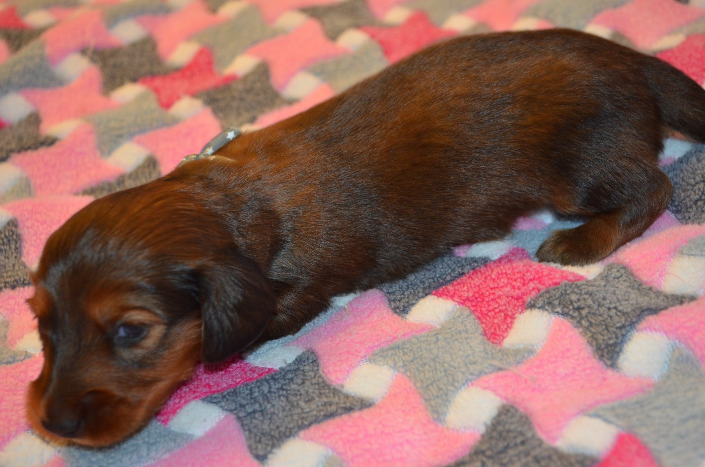Du Clos Des Bords De Mer - Chiots disponibles - Teckel poil long
